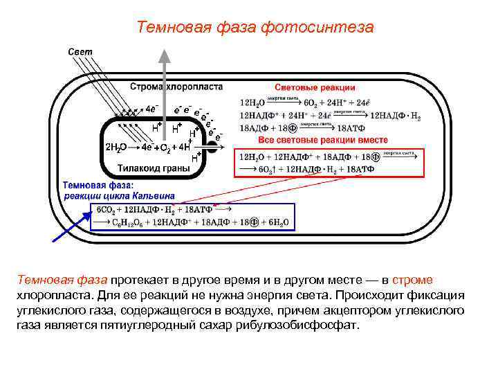 Темновая фаза фотосинтеза Темновая фаза протекает в другое время и в другом месте —