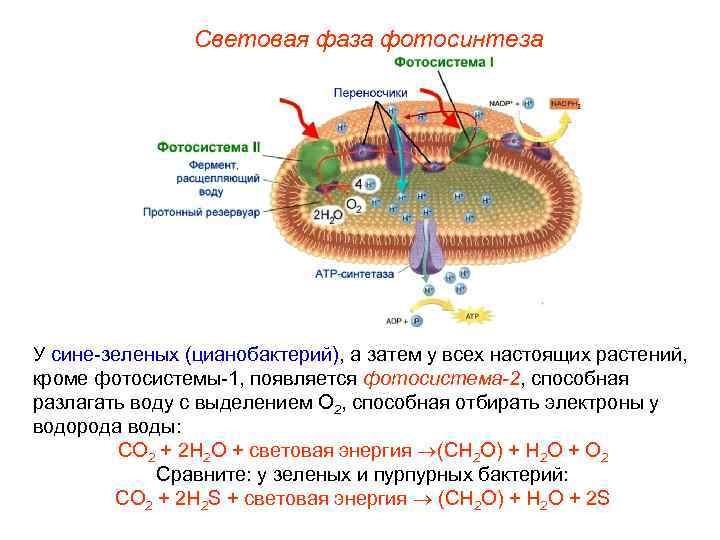 Световая фаза фотосинтеза У сине-зеленых (цианобактерий), а затем у всех настоящих растений, кроме фотосистемы-1,