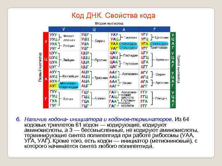 Код ДНК. Свойства кода 6. Наличие кодона- инициатора и кодонов-терминаторов. Из 64 кодовых триплетов