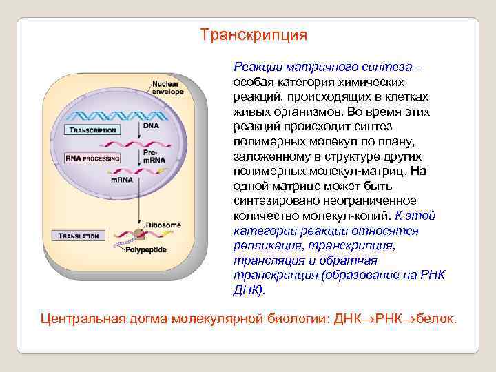 Транскрипция Реакции матричного синтеза – особая категория химических реакций, происходящих в клетках живых организмов.