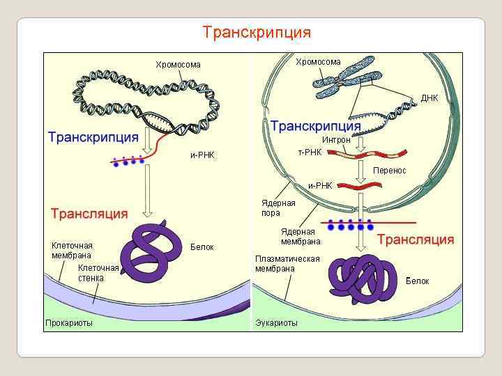 Транскрипция 