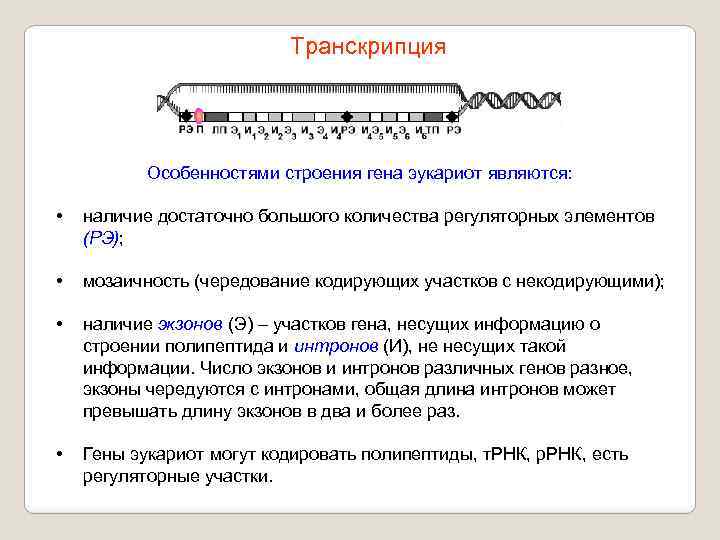 Транскрипция Особенностями строения гена эукариот являются: • наличие достаточно большого количества регуляторных элементов (РЭ);