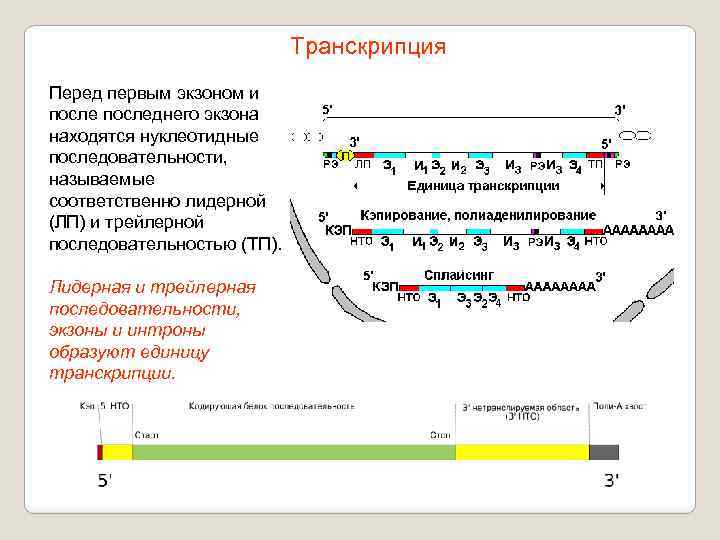 Транскрипция Перед первым экзоном и последнего экзона находятся нуклеотидные последовательности, называемые соответственно лидерной (ЛП)