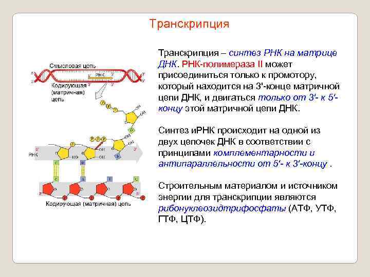 Транскрипция – синтез РНК на матрице ДНК. РНК-полимераза II может присоединиться только к промотору,