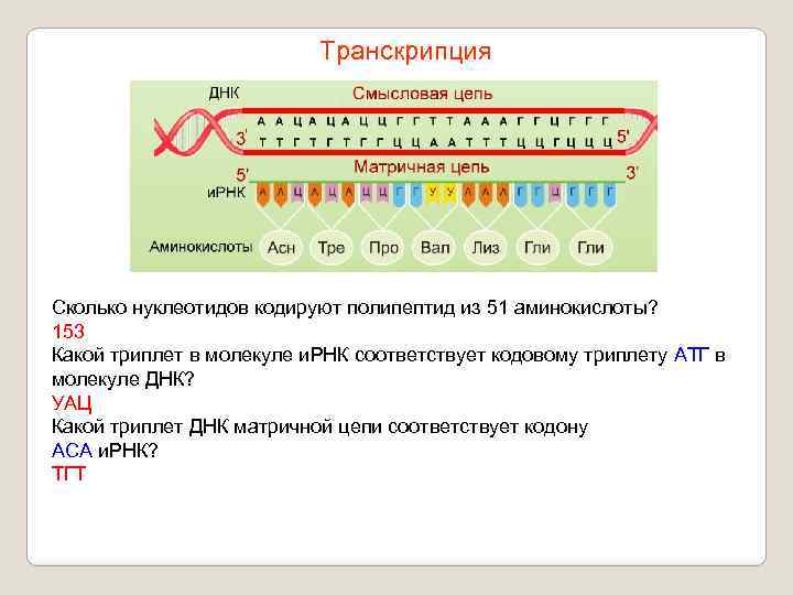 Транскрипция Сколько нуклеотидов кодируют полипептид из 51 аминокислоты? 153 Какой триплет в молекуле и.