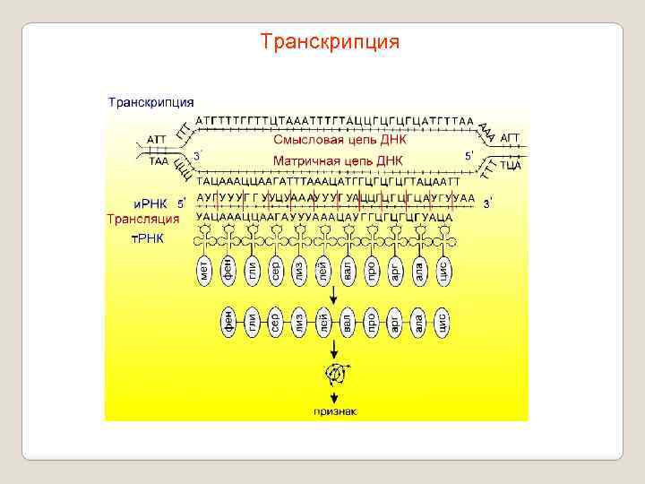 Транскрипция 