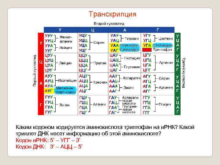 Транскрипция Каким кодоном кодируется аминокислота триптофан на и. РНК? Какой триплет ДНК несет информацию