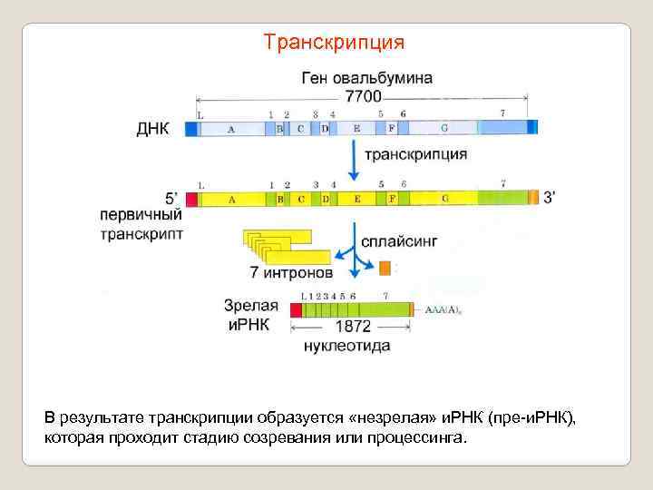 Транскрипция В результате транскрипции образуется «незрелая» и. РНК (пре-и. РНК), которая проходит стадию созревания