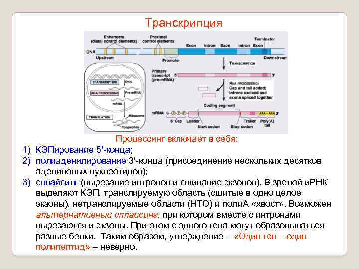 Транскрипция Процессинг включает в себя: 1) КЭПирование 5'-конца; 2) полиаденилирование 3'-конца (присоединение нескольких десятков