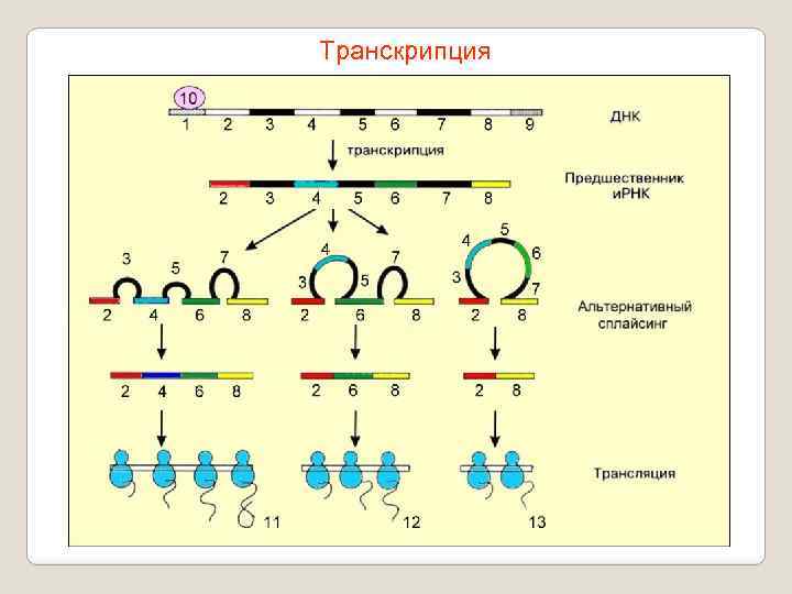 Транскрипция 