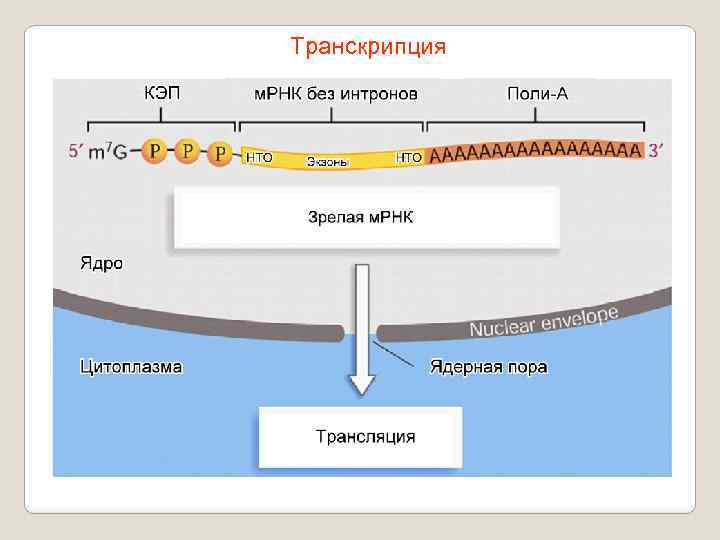 Транскрипция 