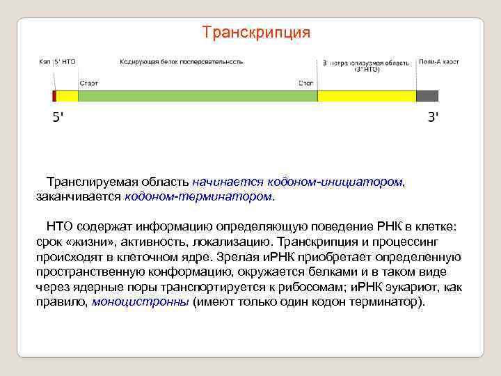 Транскрипция Транслируемая область начинается кодоном-инициатором, заканчивается кодоном-терминатором. НТО содержат информацию определяющую поведение РНК в