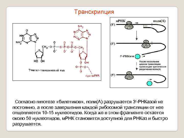 Транскрипция Согласно гипотезе «билетиков» , поли(А) разрушается 3/-РНКазой не постоянно, а после завершения каждой