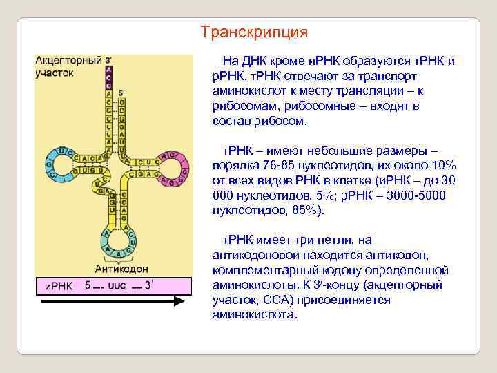 Транскрипция На ДНК кроме и. РНК образуются т. РНК и р. РНК. т. РНК