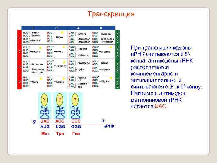 Транскрипция При трансляции кодоны и. РНК считываются с 5/конца, антикодоны т. РНК располагаются комплементарно