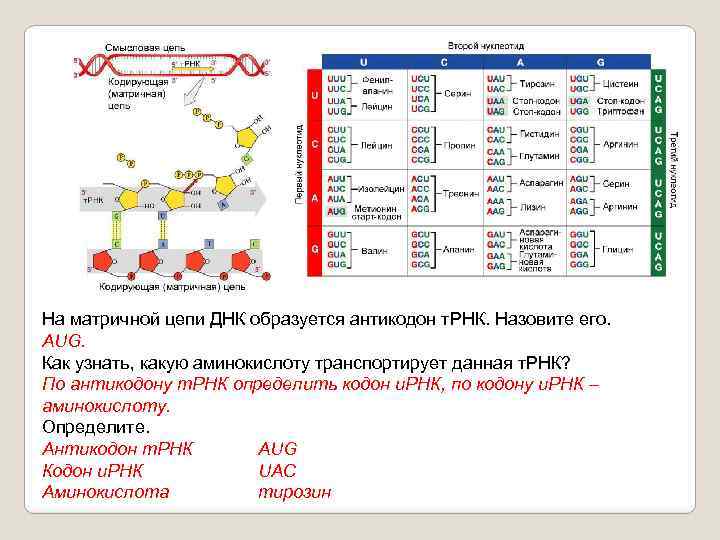 На матричной цепи ДНК образуется антикодон т. РНК. Назовите его. АUG. Как узнать, какую