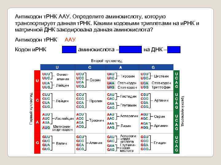 Антикодон т. РНК ААУ. Определите аминокислоту, которую транспортирует данная т. РНК. Какими кодовыми триплетами