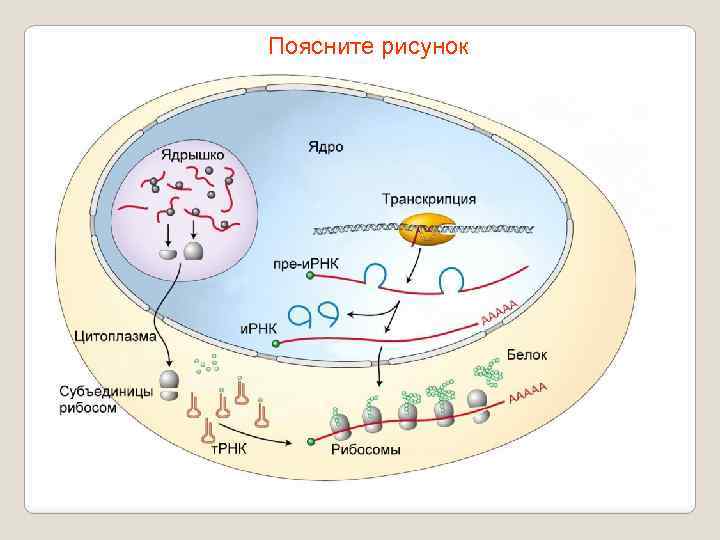 Поясните рисунок 