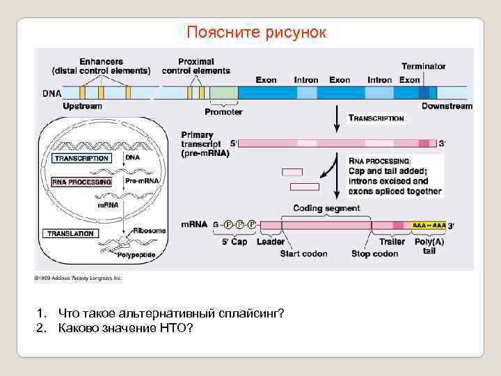 Поясните рисунок 1. Что такое альтернативный сплайсинг? 2. Каково значение НТО? 