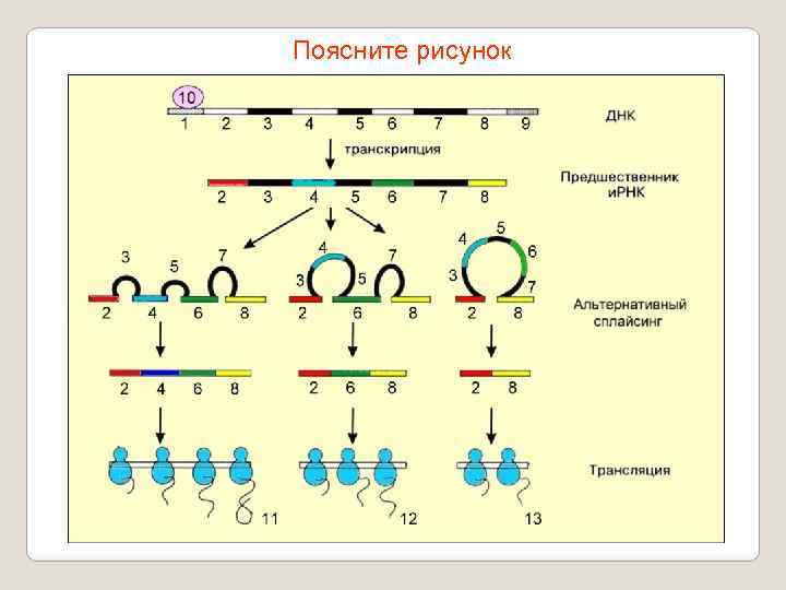 Поясните рисунок 