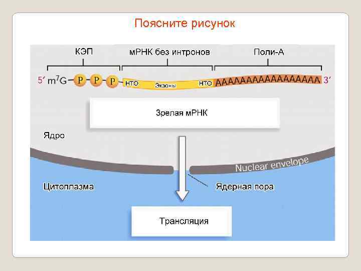 Поясните рисунок 