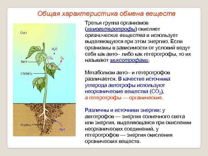 Общая характеристика обмена веществ Третья группа организмов (хемогетеротрофы) окисляет органические вещества и использует выделяющуюся