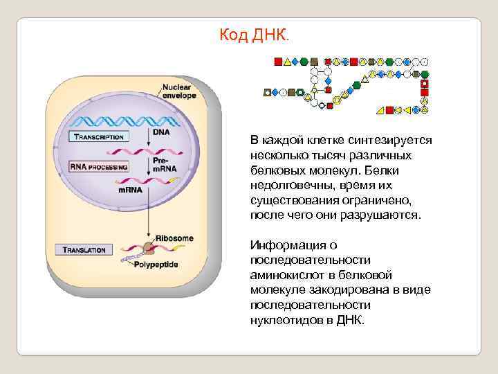 Код ДНК. В каждой клетке синтезируется несколько тысяч различных белковых молекул. Белки недолговечны, время