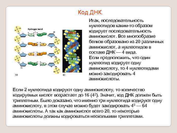 Код ДНК. Итак, последовательность нуклеотидов каким-то образом кодирует последовательность аминокислот. Все многообразие белков образовано