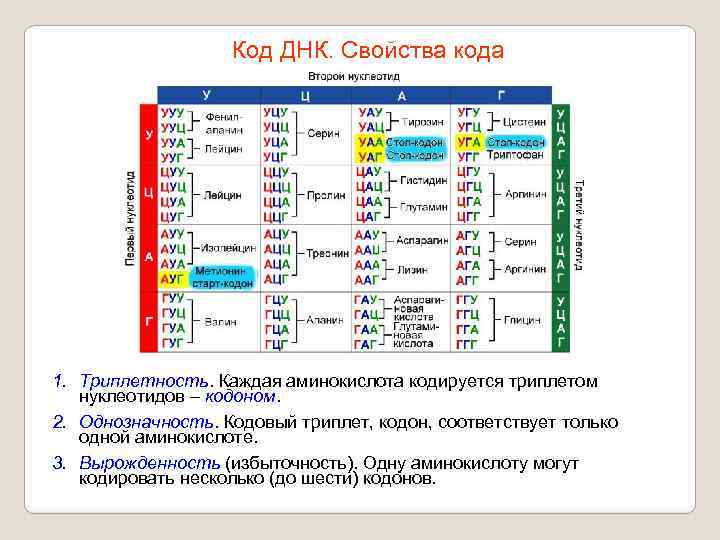 Код ДНК. Свойства кода 1. Триплетность. Каждая аминокислота кодируется триплетом нуклеотидов – кодоном. 2.