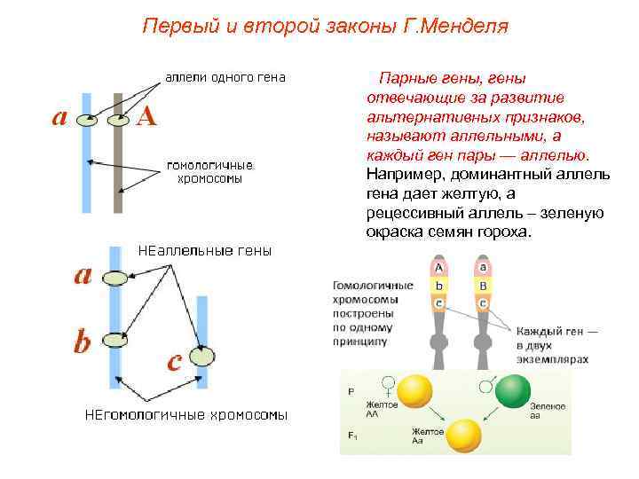 Ген пар. Аллельные гены отвечают за развитие каких признаков. Доминантный аллель это. Доминантный аллель Гена. Альтернативные аллельные гены и признаки..