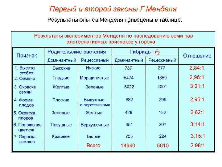 Первый и второй законы Г. Менделя Результаты опытов Менделя приведены в таблице. 