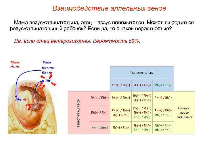 Взаимодействие аллельных генов Мама резус-отрицательна, отец – резус положителен. Может ли родиться резус-отрицательный ребенок?