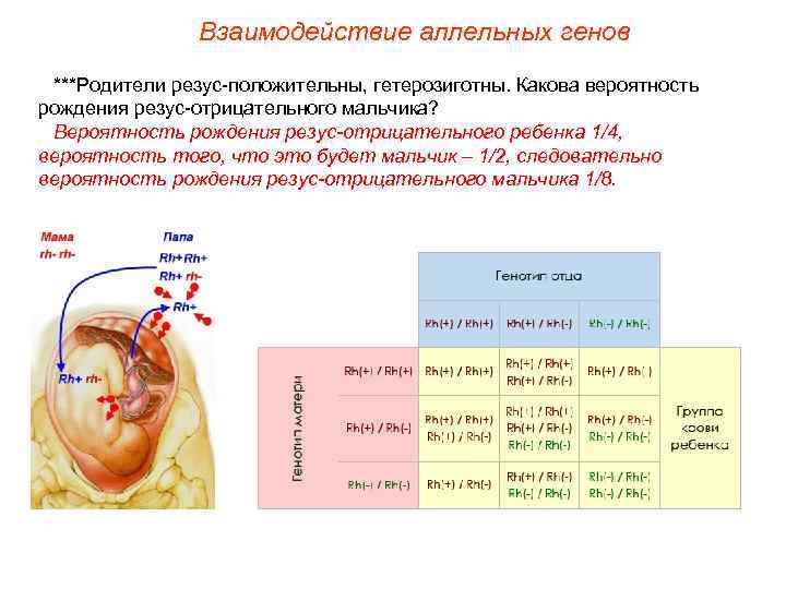 Взаимодействие аллельных генов ***Родители резус-положительны, гетерозиготны. Какова вероятность рождения резус-отрицательного мальчика? Вероятность рождения резус-отрицательного