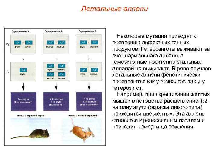 Летальные аллели Некоторые мутации приводят к появлению дефектных генных продуктов. Гетерозиготы выживают за счет