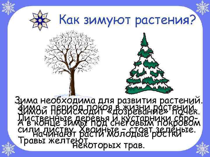 Как зимуют растения? Зима необходима для развития растений. Зима – происходит «дозревание» почек. период