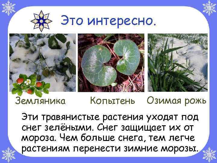 Это интересно. Земляника Копытень Озимая рожь Эти травянистые растения уходят под снег зелёными. Снег