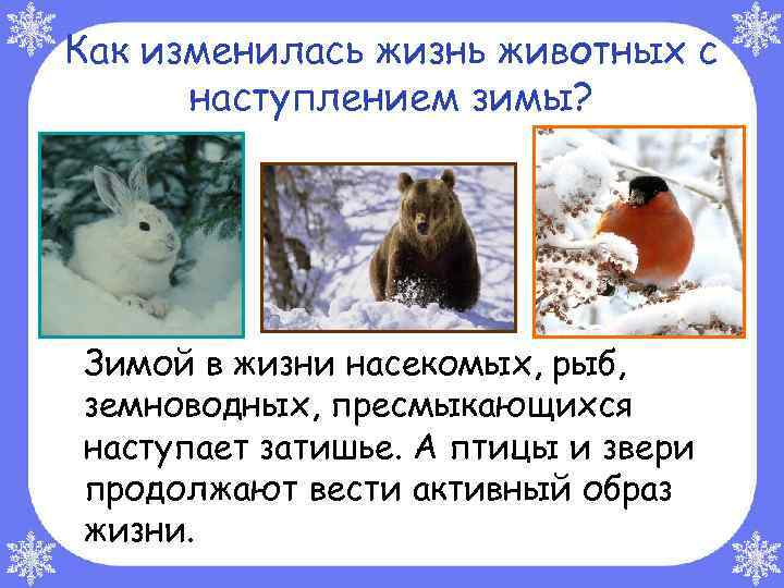 Как изменилась жизнь животных с наступлением зимы? Зимой в жизни насекомых, рыб, земноводных, пресмыкающихся