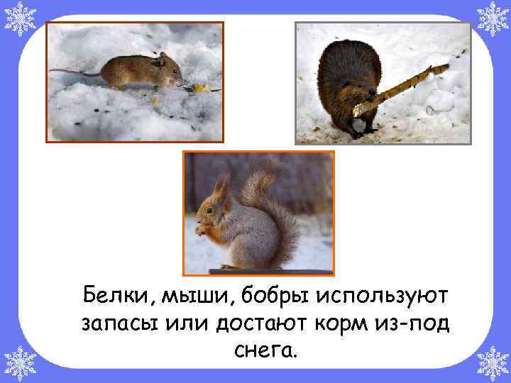 Белки, мыши, бобры используют запасы или достают корм из-под снега. 