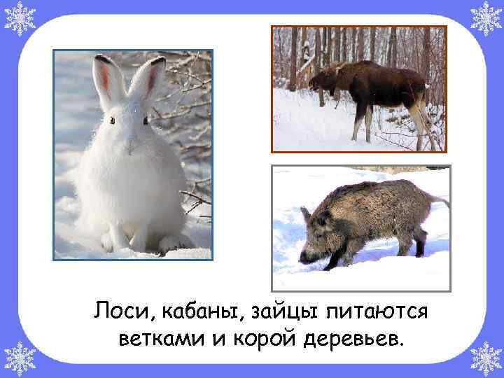 Лоси, кабаны, зайцы питаются ветками и корой деревьев. 