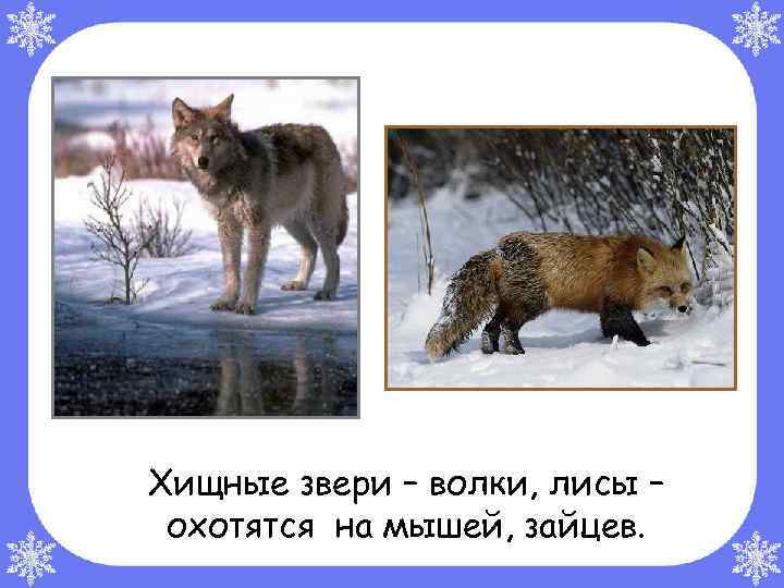 Хищные звери – волки, лисы – охотятся на мышей, зайцев. 
