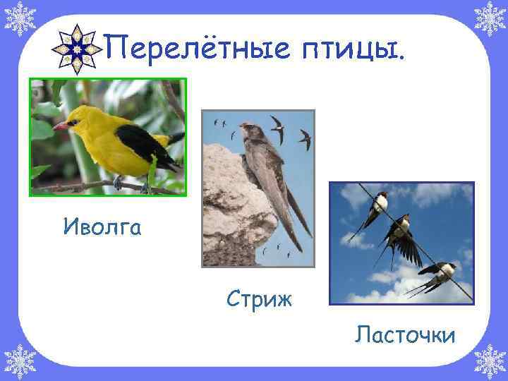 Перелётные птицы. Иволга Стриж Ласточки 