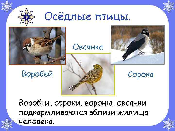 Осёдлые птицы. Овсянка Воробей Сорока Воробьи, сороки, вороны, овсянки подкармливаются вблизи жилища человека. 