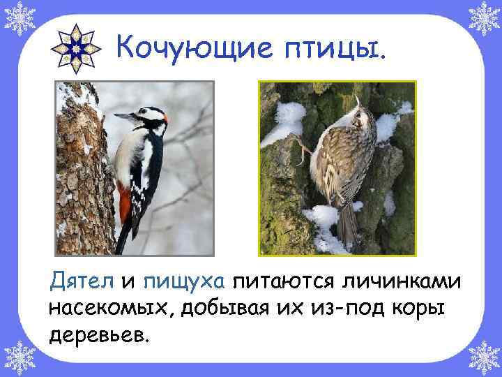 Кочующие птицы. Дятел и пищуха питаются личинками насекомых, добывая их из-под коры деревьев. 