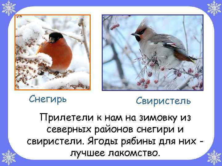 Снегирь Свиристель Прилетели к нам на зимовку из северных районов снегири и свиристели. Ягоды