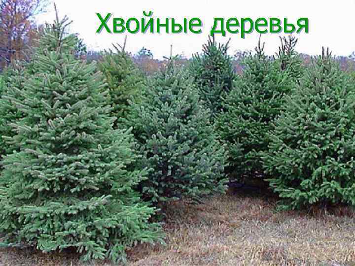 Хвойные деревья 