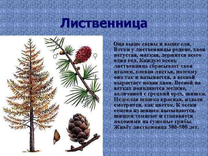 Лиственница Она выше сосны и выше ели. Ветки у лиственницы редкие, хвоя негустая, мягкая,