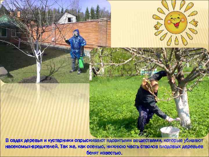 В садах деревья и кустарники опрыскивают ядовитыми веществами, которые убивают насекомых-вредителей. Так же, как