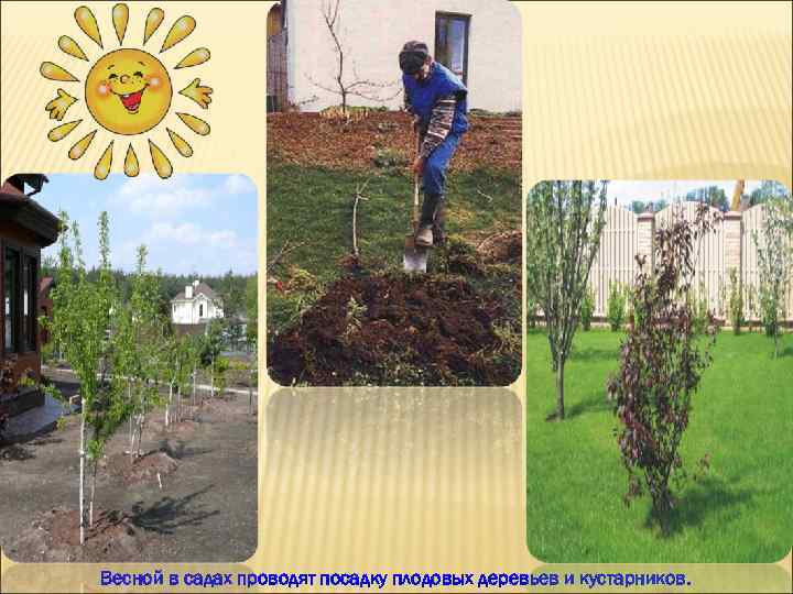 Весной в садах проводят посадку плодовых деревьев и кустарников. 