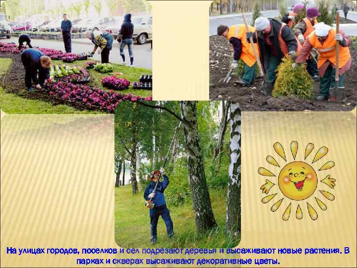 На улицах городов, поселков и сел подрезают деревья и высаживают новые растения. В парках