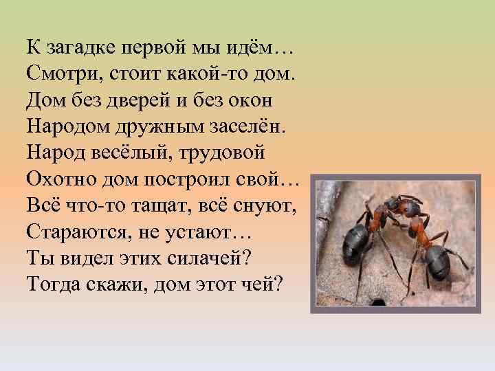 К загадке первой мы идём… Смотри, стоит какой-то дом. Дом без дверей и без